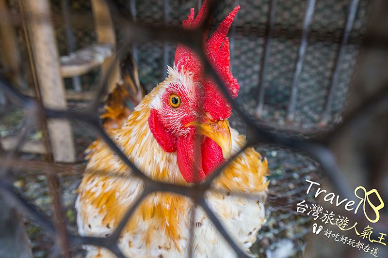 鐵籠-公雞-自家養-桃園餐廳自家食材